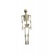 Hanging Skeleton Alien(40cm)