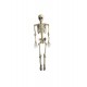 Skeleton (28cm)