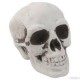 Skeleton head