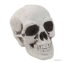 Skeleton head